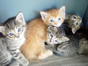 Kittens. Just cause they're cute.